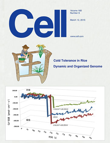 水稻感知冷害的分子机制