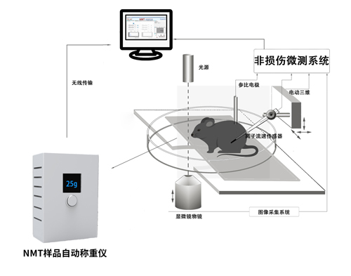 NMT样品自动称重仪