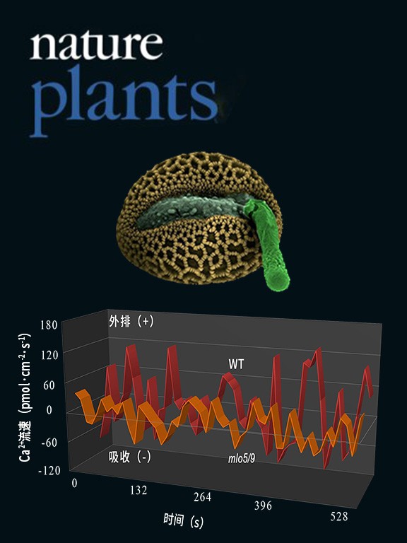 NMT监测mlo5/9突变体花粉管钙吸收异常致无法识别胚珠的扩散信号