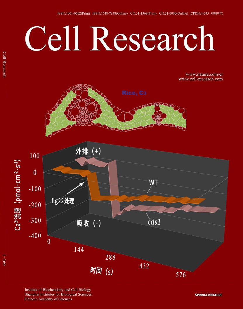 NMT钙流为环核苷酸门控通道介导水稻抗病性机制研究提供关键证据