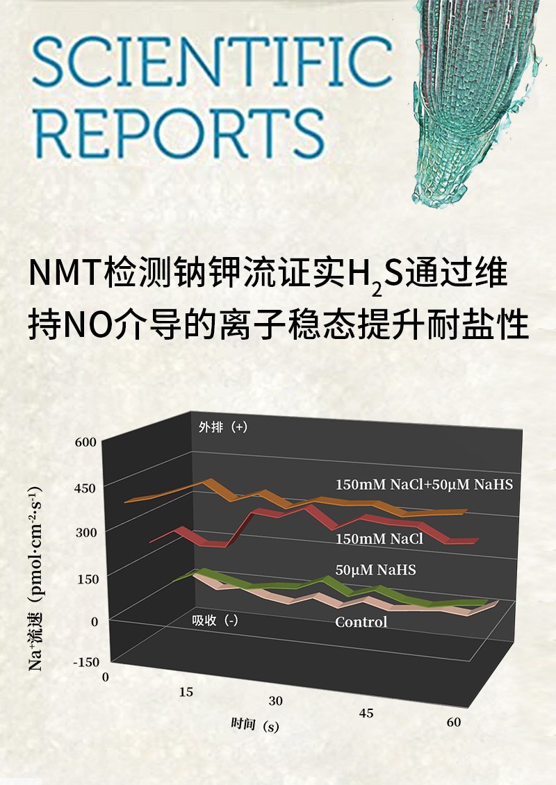 NMT检测钠钾流证实H2S通过维持NO介导的离子稳态提升耐盐性