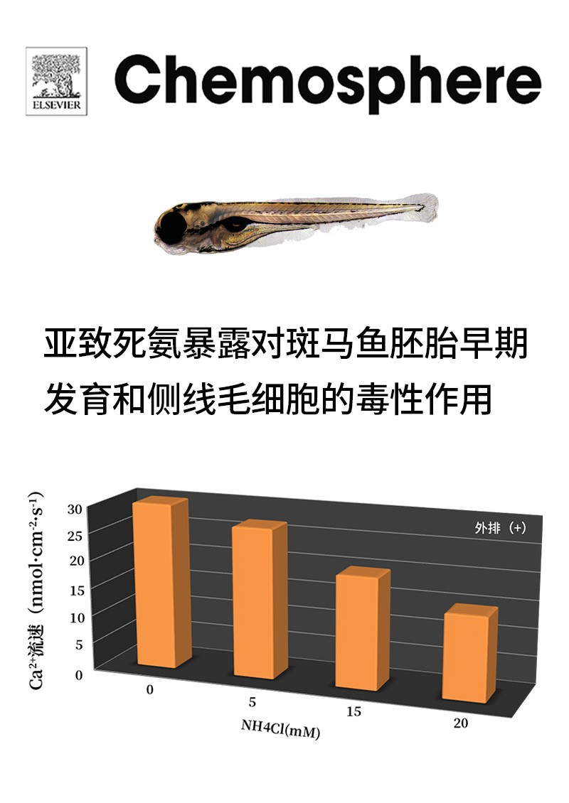 亚致死氨暴露对斑马鱼胚胎早期发育和侧线毛细胞的毒性作用