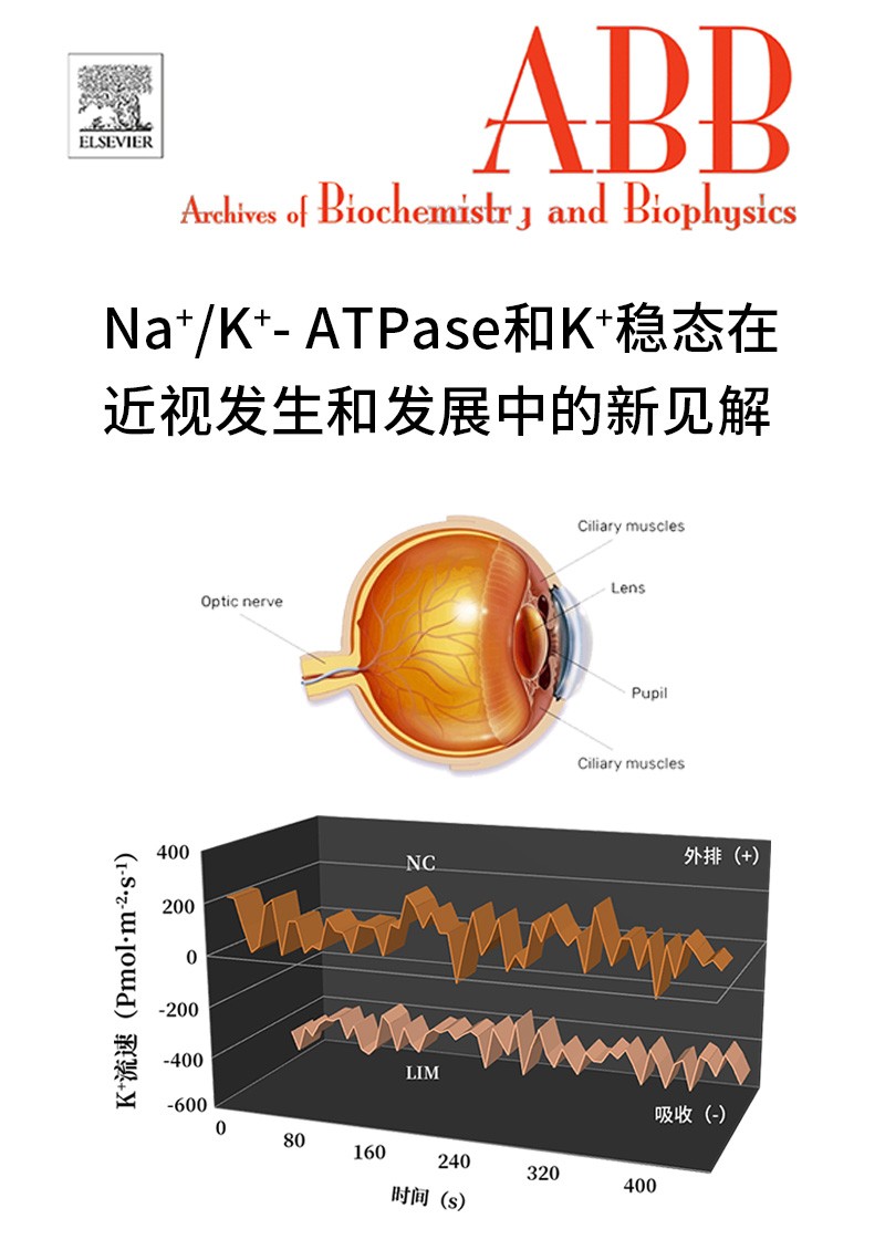 Na+/K+-ATPase和K+稳态在近视发生和发展中的新见解