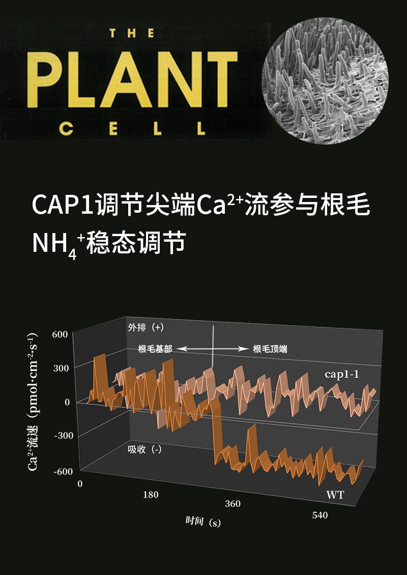 CAP1调节尖端Ca2+流参与根毛NH4+稳态调节