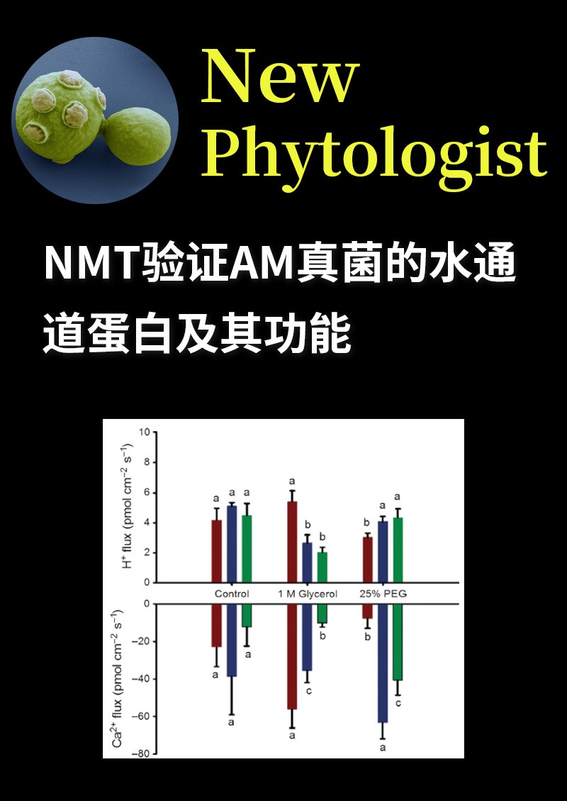 NMT验证AM真菌的水通道蛋白及其功能