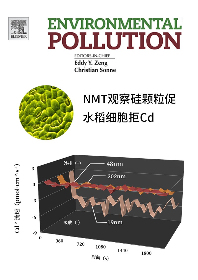 NMT观察硅颗粒促水稻细胞拒Cd