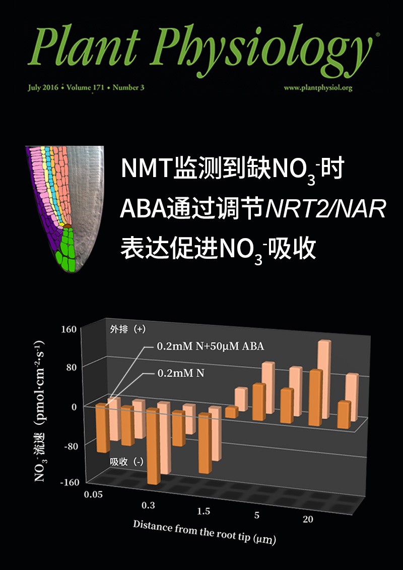 NMT监测到缺NO3-时ABA通过调节NRT2/NAR表达促进NO3-吸收