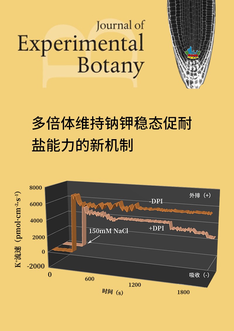 多倍体维持钠钾稳态促耐盐能力的新机制