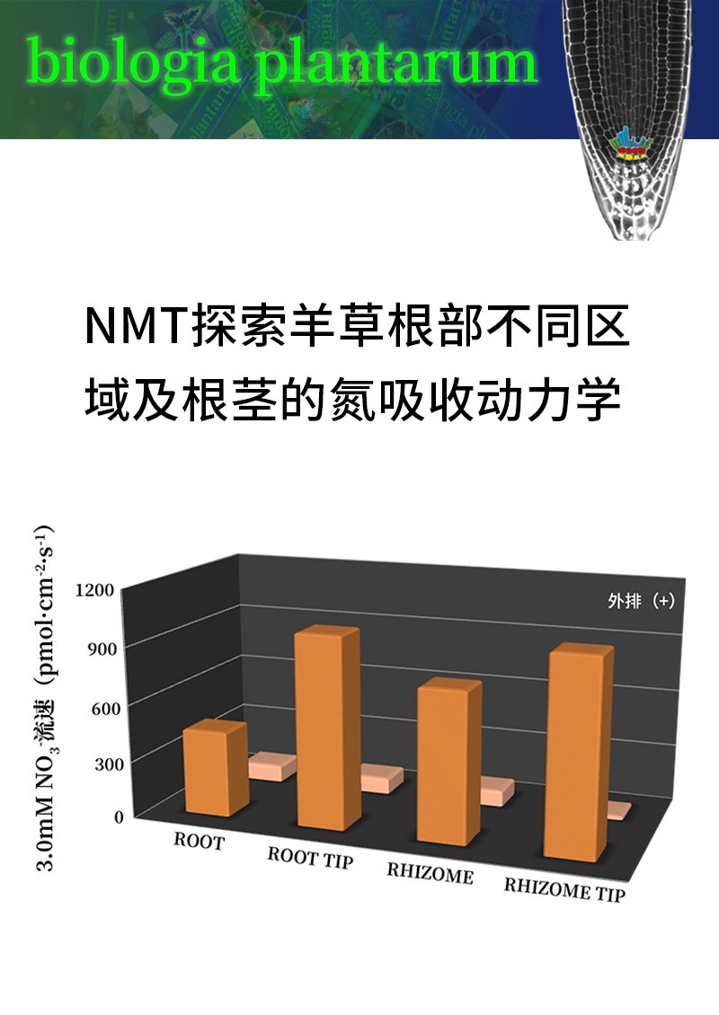 NMT探索羊草根部不同区域及根茎的氮吸收动力学