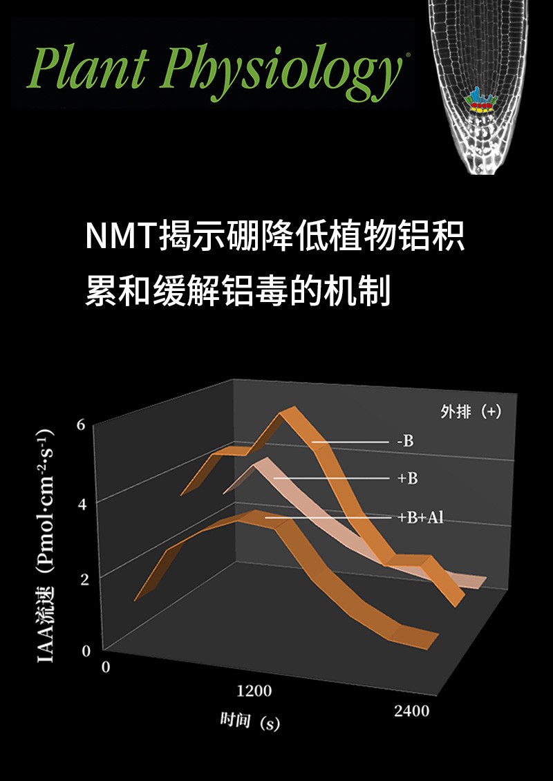 NMT揭示硼降低植物铝积累和缓解铝毒的机制