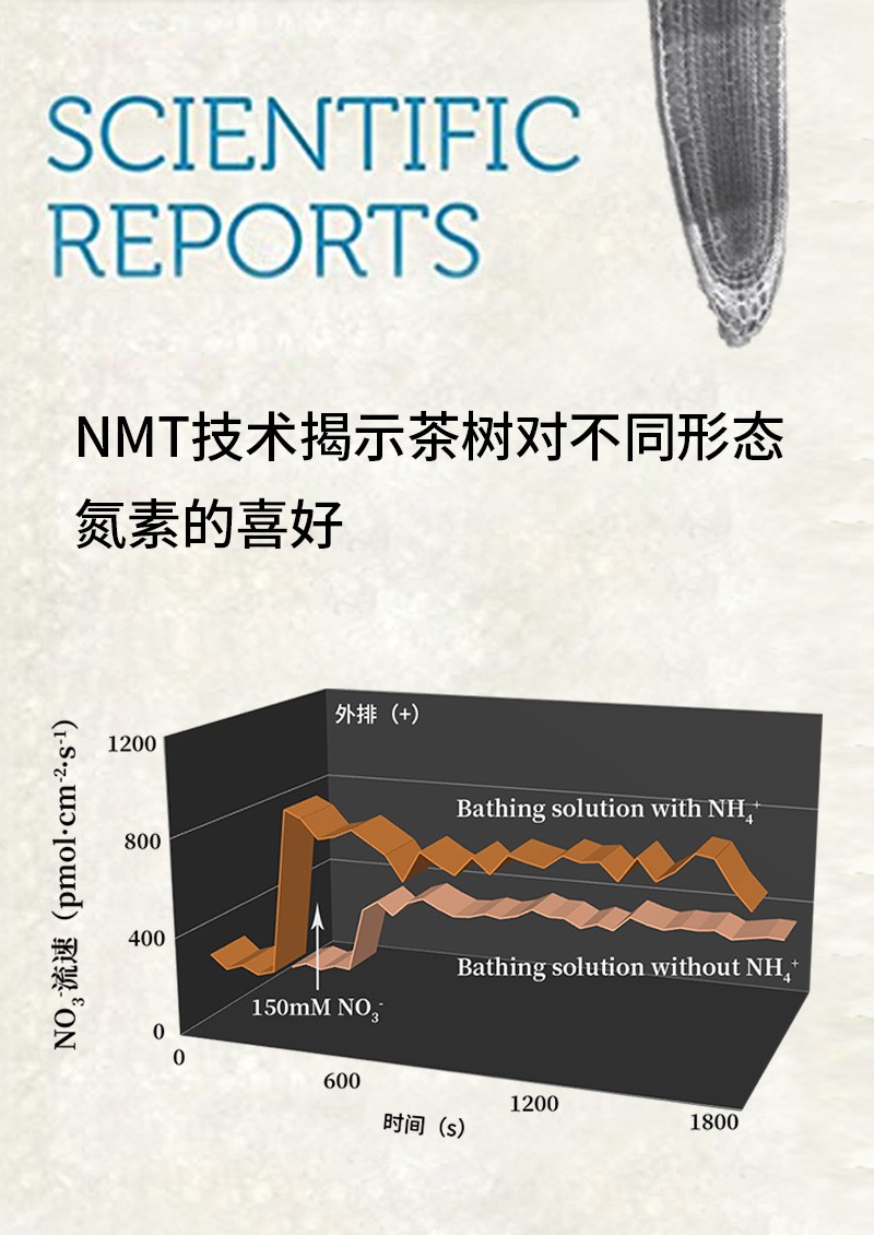 NMT技术揭示茶树对不同形态氮素的喜好
