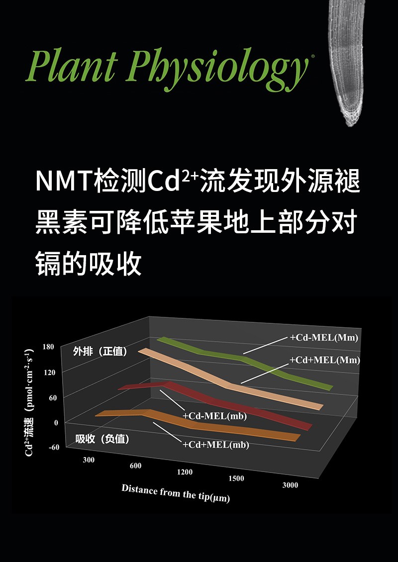 NMT检测Cd2+流发现外源褪黑素可降低苹果地上部分对镉的吸收