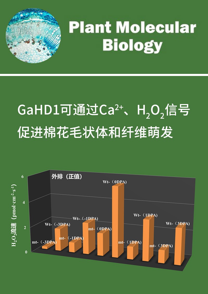 GaHD1可通过Ca2+、H2O2信号促进棉花毛状体和纤维萌发