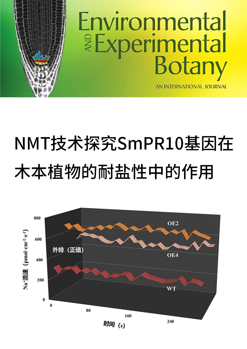 NMT技术探究SmPR10基因在木本植物的耐盐性中的作用