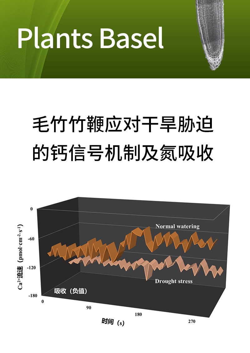毛竹竹鞭应对干旱胁迫的钙信号机制及氮吸收