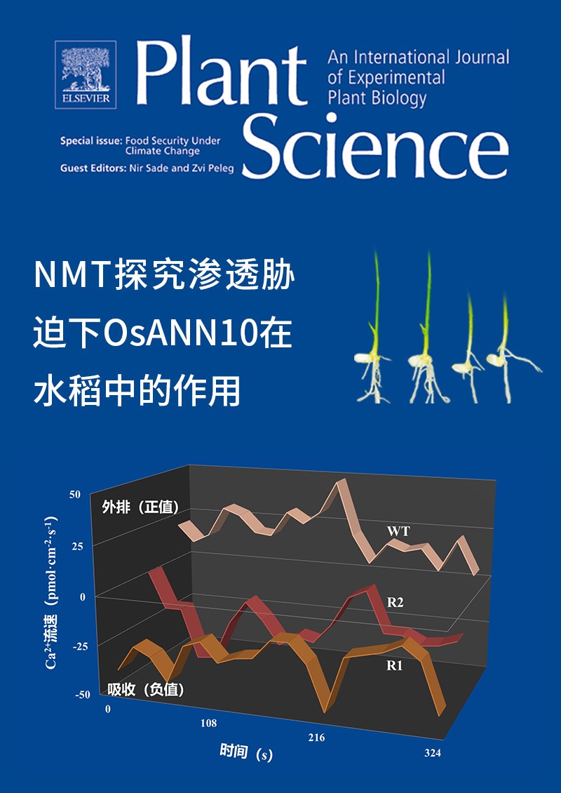 NMT探究渗透胁迫下OsANN10在水稻中的作用