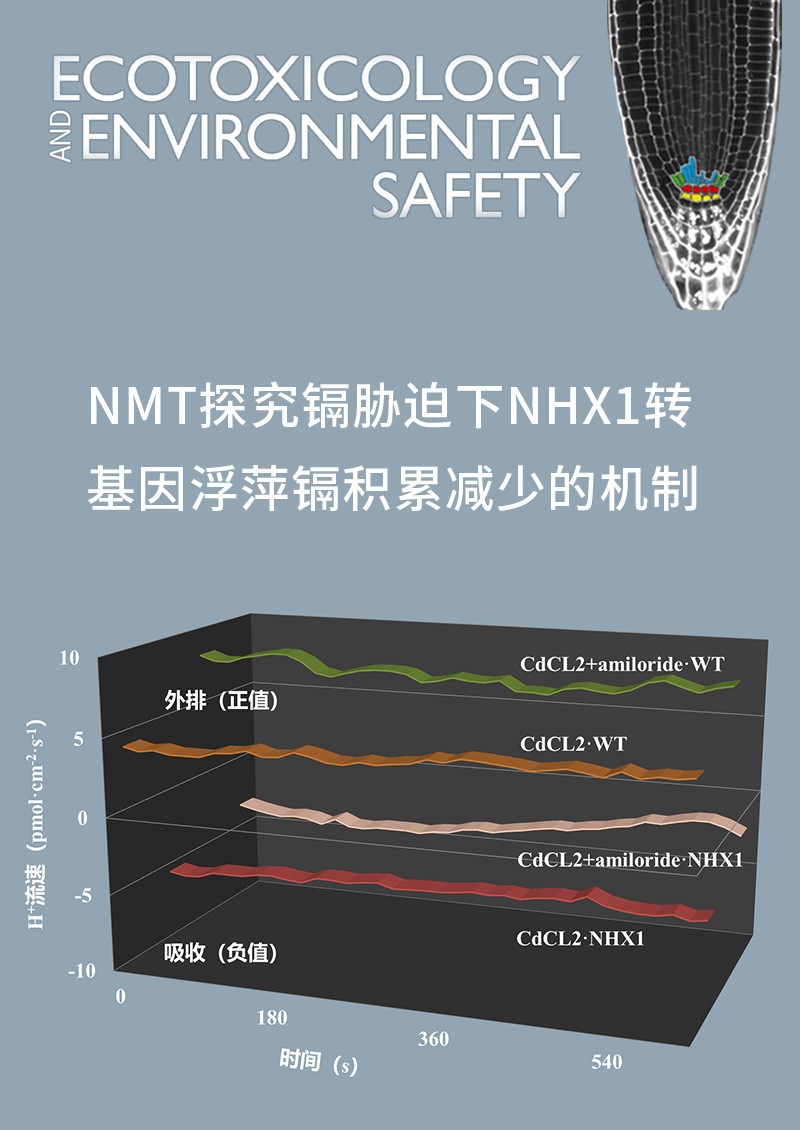 NMT探究镉胁迫下NHX1转基因浮萍镉积累减少的机制