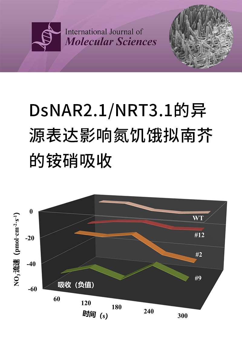 DsNAR2.1/NRT3.1的异源表达影响氮饥饿拟南芥的铵硝吸收