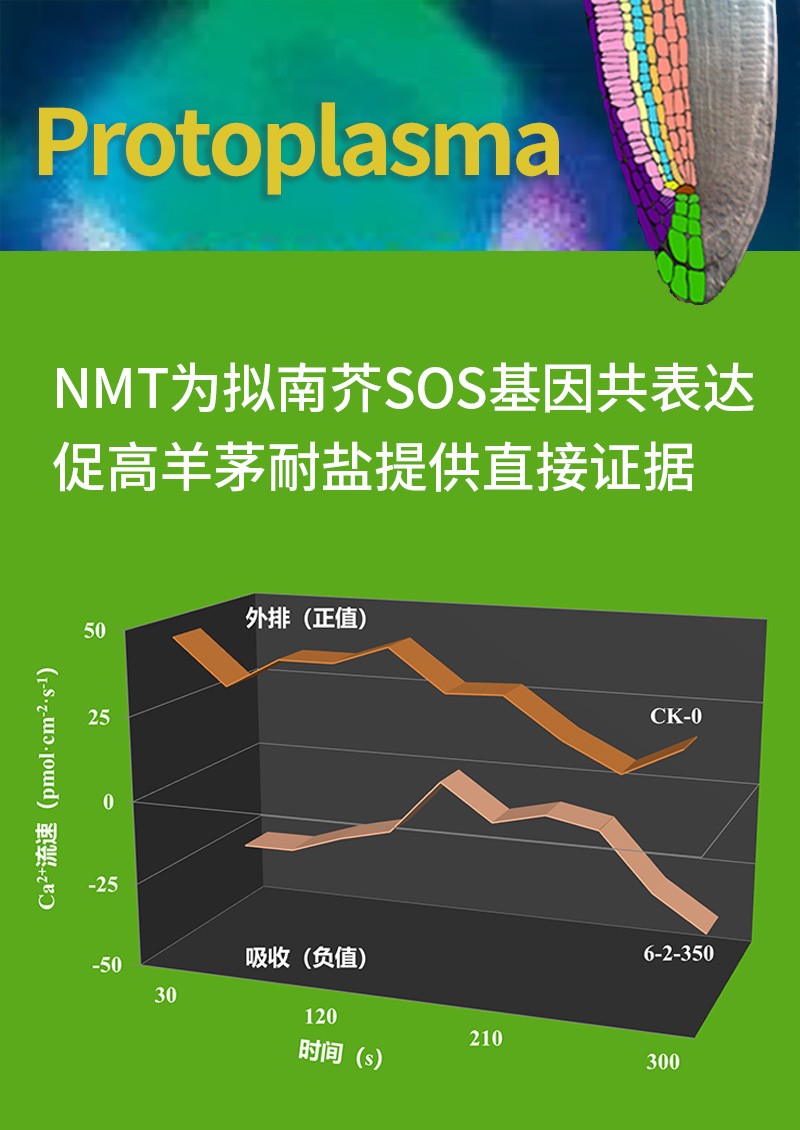 NMT为拟南芥SOS基因共表达促高羊茅耐盐提供直接证据