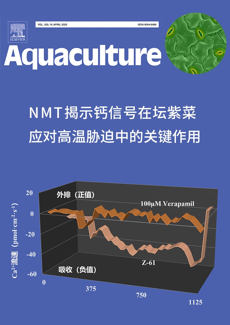 NMT揭示钙信号在坛紫菜应对高温胁迫中的关键作用