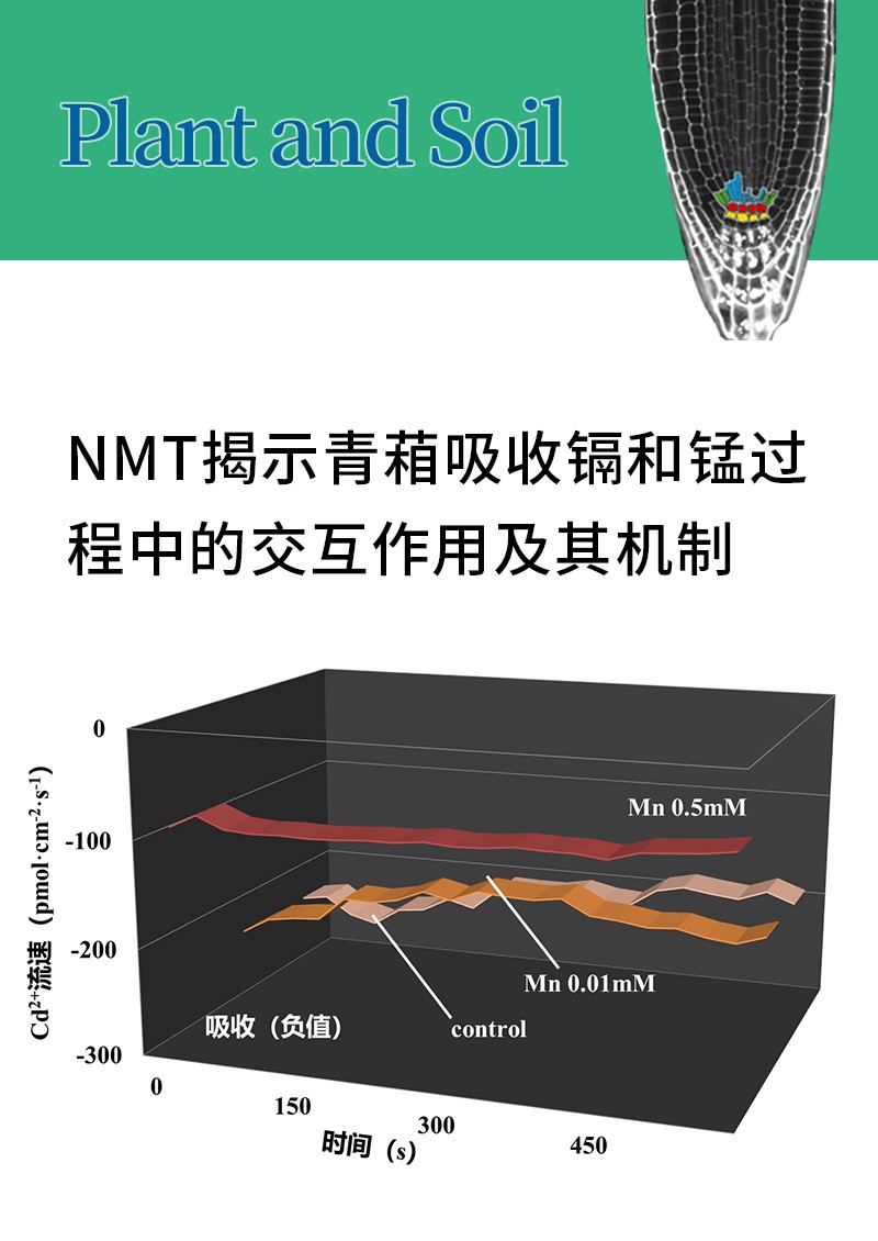 NMT揭示青葙吸收镉和锰过程中的交互作用及其机制