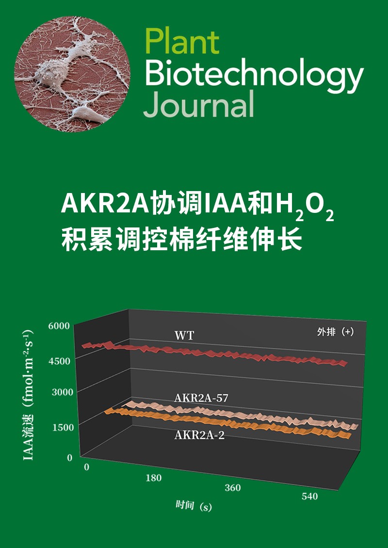 AKR2A协调IAA和H2O2积累调控棉纤维伸长