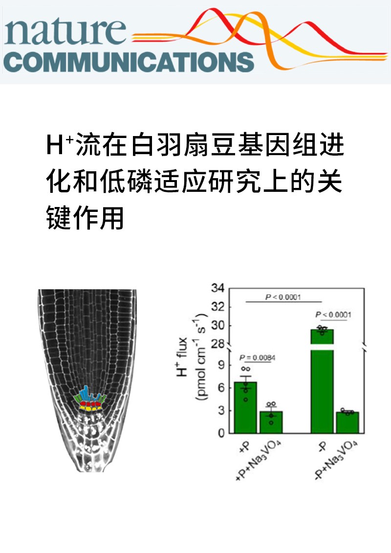 H+流在白羽扇豆基因组进化和低磷适应研究上的关键作用